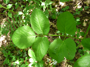 Feuilles larges et 2 fois tripennée; le pétiole est creusé en forme de U. Les feuilles supérieures sont pourvues d'une grande gaine basale enflée. Agrandir dans une nouvelle fenêtre (ou onglet)